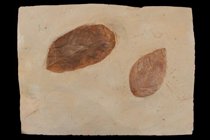 Two Red Fossil Leaves (Rhamnus & Fraxinus) - Montana #165062